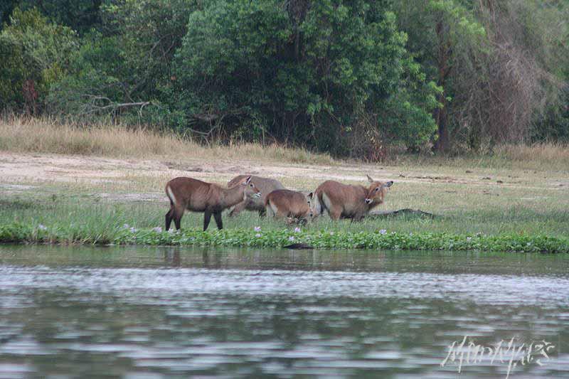 Mud Maps Africa Murchison Falls NP 2674